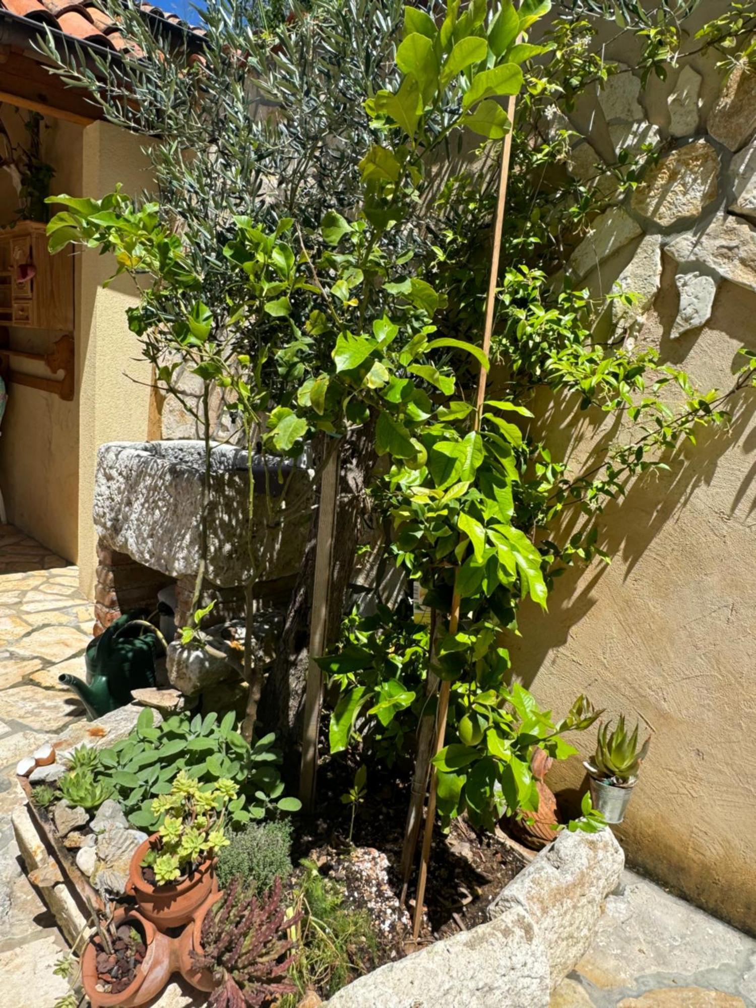 Mediterranes Ferienhaus M. Terrasse Veli Lošinj Eksteriør billede